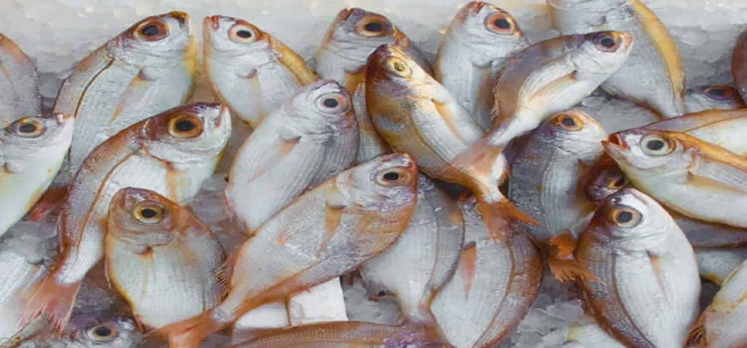 أسعار السمك تشهد تراجعًا بنسبة 50% مع استمرار مقاطعة المواطنين